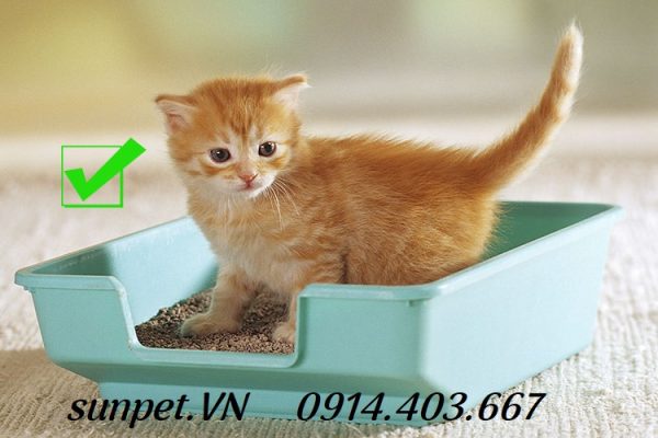 Hướng dẫn sử dụng tiết kiệm cát mèo : 6 cách bất ngờ Cát vệ sinh cho mèo