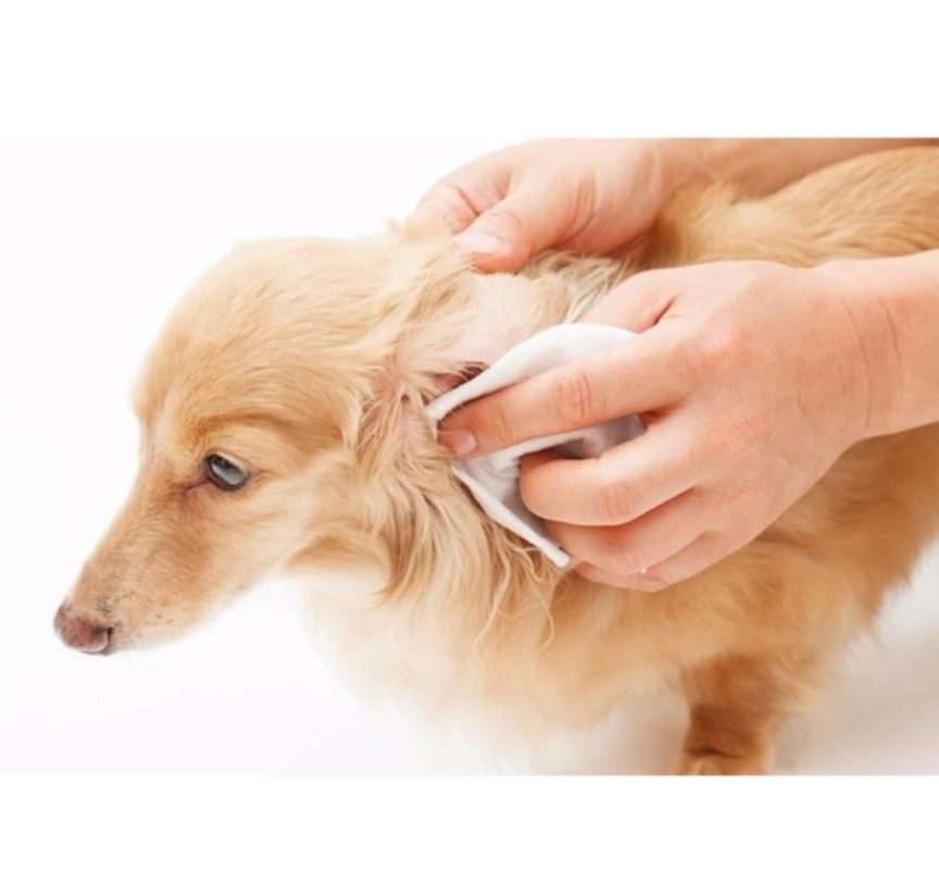 Cách chọn mua chó Poodle phòng và điều trị viêm tai chó mèo