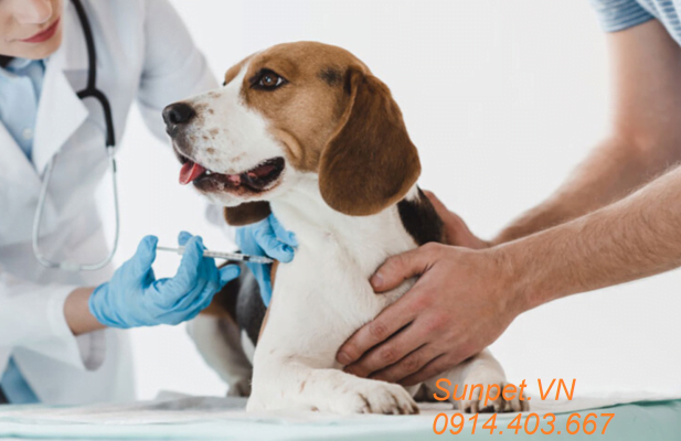 Thuốc mê Zoletil 50 Thuốc gây mê Zoletil 50