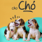 Thuốc cho chó, dụng cụ y tế chó mèo