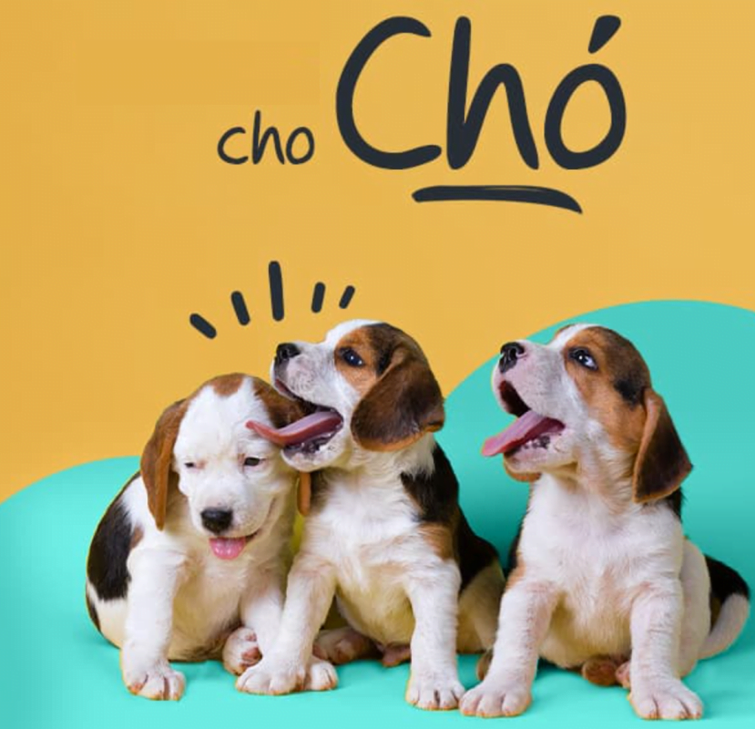 Thuốc cho chó, dụng cụ y tế chó mèo