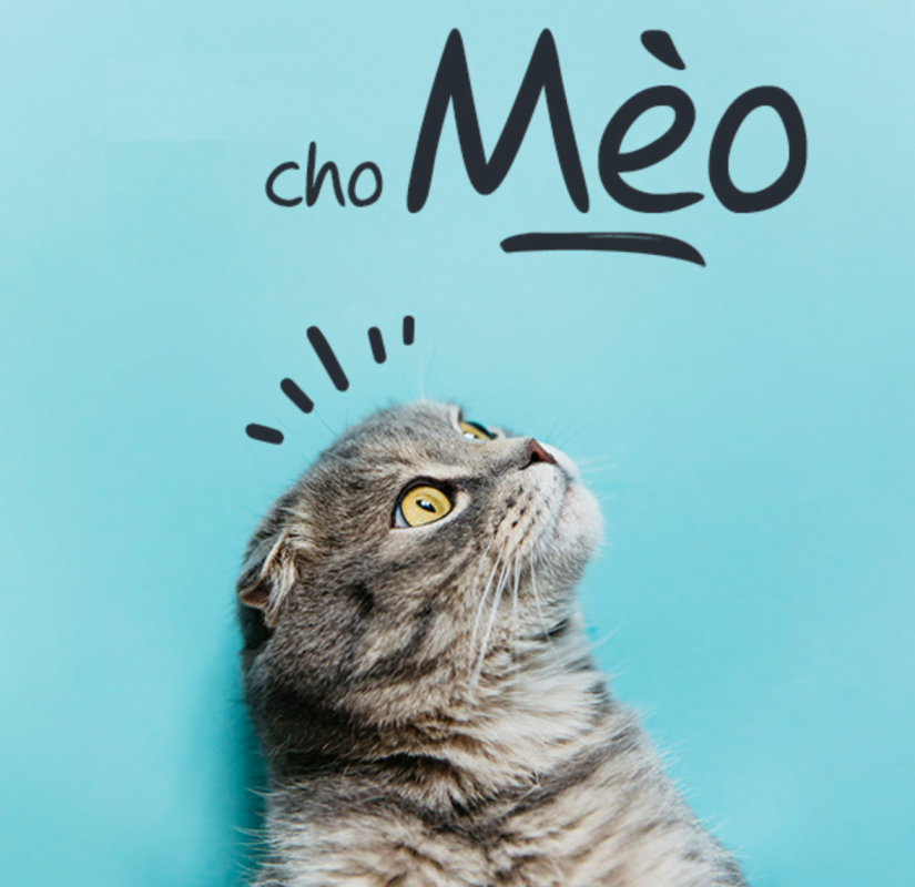 Thuốc cho mèo, dụng cụ y tế chó mèo