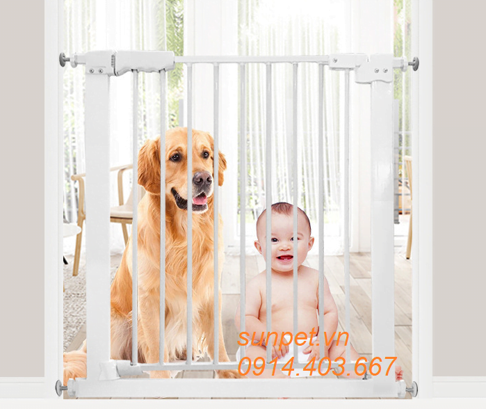 Cách chọn mua chó Poodle Chặn cửa chó mèo 818