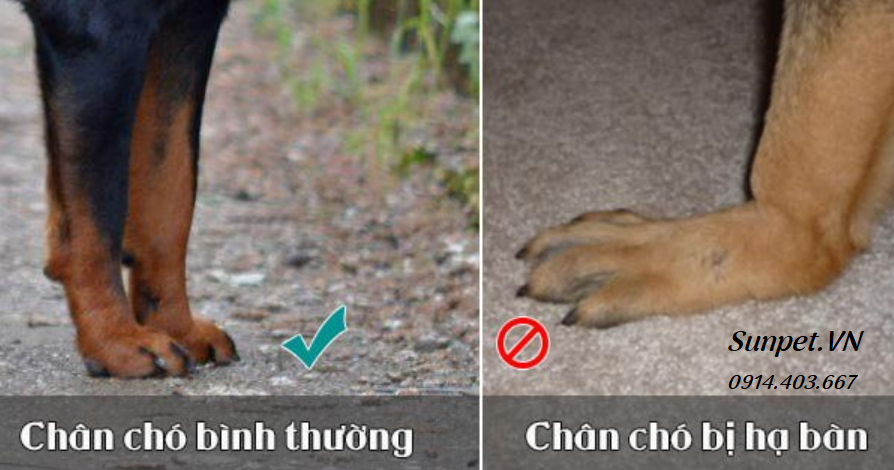 Thuốc Canxi Nano cho chó Chó bị thiếu canxi nặng